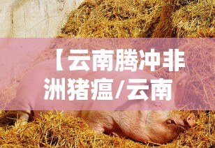 【云南腾冲非洲猪瘟/云南 非洲猪瘟】 【云南腾冲非洲猪瘟/云南 非洲猪瘟】