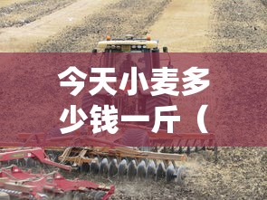 今天小麦多少钱一斤（驻马店今天小麦多少钱一斤）