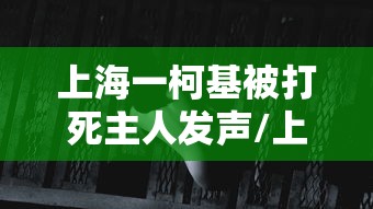 上海一柯基被打死主人发声/上海柯基年会